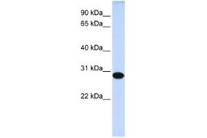 WB Suggested Anti-DRGX Antibody Titration:  0. (DRGX antibody  (Middle Region))
