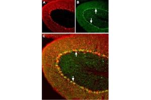 Expression of Angiotensin II Receptor Type-1 in mouse cerebellum - Immunohistochemical staining of mouse cerebellum using Anti-Angiotensin II Receptor Type-1 (extracellular) Antibody (ABIN7042922, ABIN7043900 and ABIN7043901). (Angiotensin II Type-1 Receptor antibody  (Extracellular, N-Term))