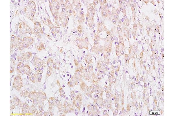 WDR16 antibody  (AA 401-500)