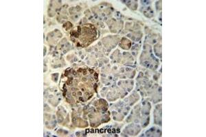 Immunohistochemistry (IHC) image for anti-Regenerating Islet Derived Protein 3 gamma (REG3g) antibody (ABIN3002391) (REG3g antibody)