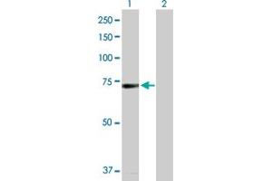 Western Blot analysis of BRD4 expression in transfected 293T cell line by BRD4 MaxPab polyclonal antibody. (BRD4 antibody  (AA 1-794))