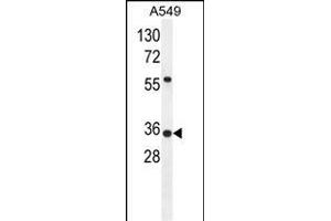 ANKRD58 Antibody (C-term) (ABIN655785 and ABIN2845218) western blot analysis in A549 cell line lysates (35 μg/lane). (ANKRD58 antibody  (C-Term))