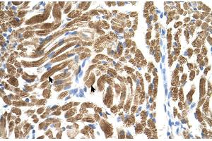 Human Muscle (PEX10 antibody  (Middle Region))
