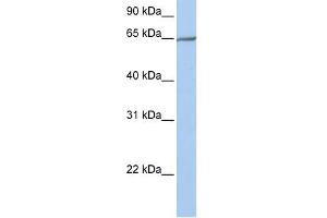 PCDHA4 antibody used at 1 ug/ml to detect target protein. (PCDHA4 antibody  (N-Term))