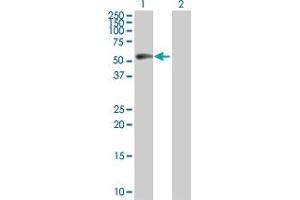 Western Blot analysis of CCNB1 expression in transfected 293T cell line by CCNB1 MaxPab polyclonal antibody. (Cyclin B1 antibody  (AA 1-433))
