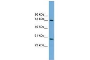 Image no. 1 for anti-F-Box and WD Repeat Domain Containing 8 (FBXW8) (C-Term) antibody (ABIN6745103)