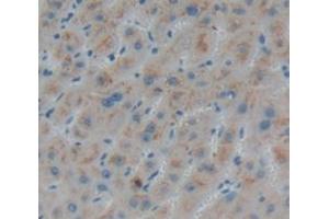 Figure. (NAGA antibody  (AA 218-411))