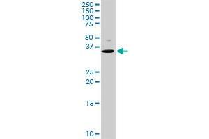 MEOX2 MaxPab rabbit polyclonal antibody. (MEOX2 antibody  (AA 1-303))