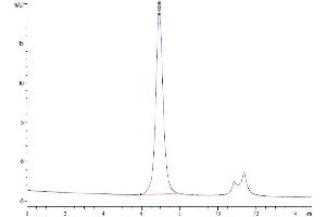 Size-exclusion chromatography-High Pressure Liquid Chromatography (SEC-HPLC) image for Sialic Acid Binding Ig-Like Lectin 9 (SIGLEC9) (AA 18-348) protein (His-Avi Tag) (ABIN7275608)