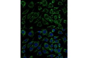 Immunofluorescence analysis of L929 cells using IDH3B Polyclonal Antibody (ABIN6128145, ABIN6142149, ABIN6142150 and ABIN6217848) at dilution of 1:100 (40x lens). (IDH3B antibody  (AA 35-170))