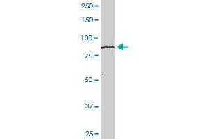KLHL4 MaxPab rabbit polyclonal antibody. (Kelch-Like 4 antibody  (AA 1-718))