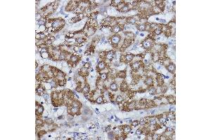 Immunohistochemistry of paraffin-embedded human liver using COX6B1 Rabbit mAb (ABIN7266642) at dilution of 1:100 (40x lens). (COX6B1 antibody)
