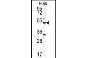 Western blot analysis of OMD antibody (C-term) (ABIN391685 and ABIN2841590) in HL60 cell line lysates (35 μg/lane). (Osteomodulin antibody  (C-Term))
