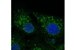 Immunofluorescence - anti-CAV2 Ab - Caveolae Marker at 1/100 dilution in NHl/3T3 cells, cells were fixed With methanol and permeabilized with 0. (Caveolin 2 antibody  (N-Term))