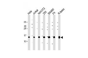 All lanes : Anti-UBE2D2 Antibody (N-term) at 1:2000 dilution Lane 1: Hela whole cell lysate Lane 2: Jurkat whole cell lysate Lane 3: NIH/3T3 whole cell lysate Lane 4: 293 whole cell lysate Lane 5: S whole cell lysate Lane 6: F9 whole cell lysate Lane 7: rat testis lysate Lysates/proteins at 20 μg per lane. (UBE2D2 antibody  (N-Term))