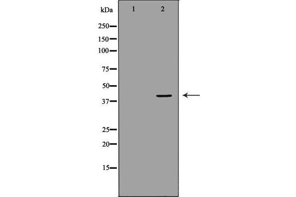 GNAO1 antibody  (Internal Region)