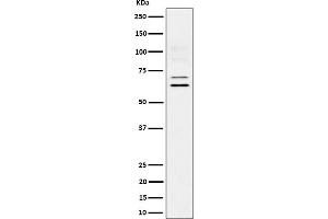 Western blot analysis of BIN1 expression in U87-MG cell lysate.