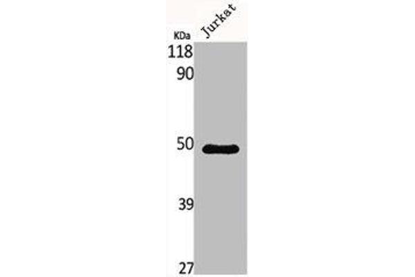 MNT antibody  (Internal Region)