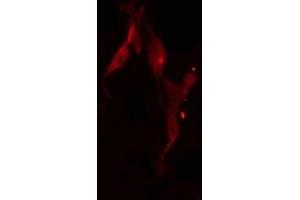 POLR3D antibody  (Internal Region)