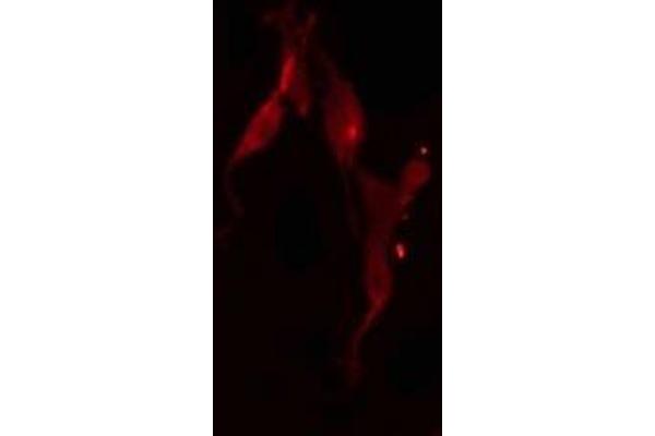 POLR3D antibody  (Internal Region)