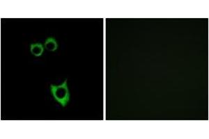 Immunofluorescence analysis of MCF7 cells, using VIPR2 Antibody. (VIPR2 antibody)