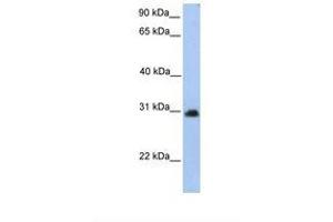 Image no. 1 for anti-Carbohydrate (N-Acetylgalactosamine 4-0) Sulfotransferase 14 (CHST14) (AA 231-280) antibody (ABIN6739235) (CHST14 antibody  (AA 231-280))