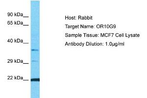 Host: Rabbit Target Name: OR10G9 Sample Type: MCF7 Whole Cell lysates Antibody Dilution: 1. (OR10G9 antibody  (C-Term))
