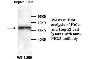 Image no. 1 for anti-Pre-B-Cell Leukemia Transcription Factor 3 (PBX3) (C-Term) antibody (ABIN791004) (PBX3 antibody  (C-Term))
