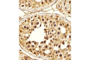 Immunohistochemical staining of formalin-fixed and paraffin-embedded human testis section reacted with PSMA5 monoclonal antibody  at 1:25 dilution. (PSMA5 antibody)