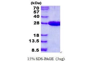Mitochondrial Ribosome Recycling Factor (MRRF) protein (His tag)