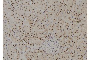 ABIN6278771 at 1/100 staining Rat kidney tissue by IHC-P. (GTF2H4 antibody  (Internal Region))