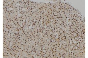 ABIN6277189 at 1/100 staining Rat kidney tissue by IHC-P. (UHRF2 antibody  (Internal Region))