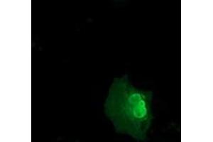 Immunofluorescence (IF) image for anti-E3 SUMO-Protein Ligase NSE2 (NSMCE2) antibody (ABIN1499528) (NSMCE2 antibody)