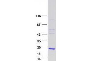 Validation with Western Blot (MRFAP1 Protein (Myc-DYKDDDDK Tag))