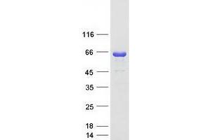 Validation with Western Blot (CPNE6 Protein (Myc-DYKDDDDK Tag))
