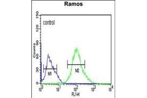 FCRL4 Antibody (C-term) (ABIN653804 and ABIN2843081) flow cytometric analysis of Ramos cells (right histogram) compared to a negative control cell (left histogram). (FCRL4 antibody  (C-Term))