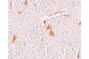 Immunohistochemistry (IHC) image for anti-Shisa Homolog 9 (Shisa9) (Middle Region) antibody (ABIN1031091) (Shisa9 antibody  (Middle Region))