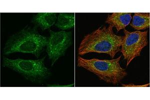 ICC/IF Image PGD antibody [N1N3] detects PGD protein at cytoplasm by immunofluorescent analysis. (PGD antibody)