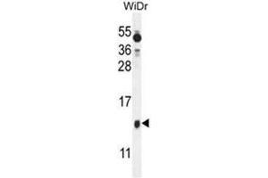 BEX1 Antibody (Center) western blot analysis in WiDr cell line lysates (35µg/lane). (BEX1 antibody  (Middle Region))