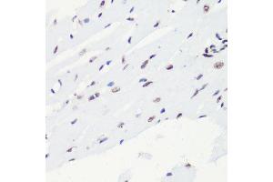 Immunohistochemistry of paraffin-embedded rat heart using H4K20me2 antibody. (Histone H4 antibody  (2meLys20))