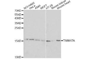 TIMM17A antibody  (AA 1-171)