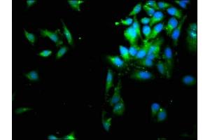Immunofluorescence staining of Hela cells with ABIN7158247 at 1:66, counter-stained with DAPI. (SERPINB1 antibody  (AA 1-379))