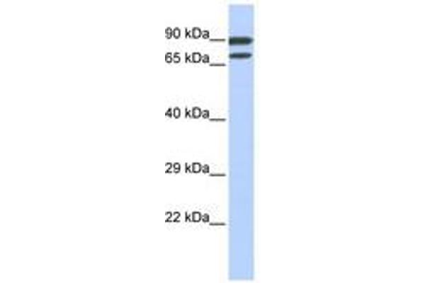 ZNF583 antibody  (AA 72-121)
