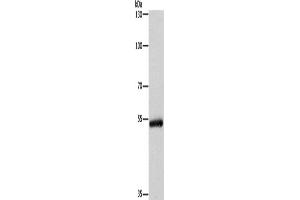 Western Blotting (WB) image for anti-Cytochrome P450, Family 2, Subfamily B, Polypeptide 6 (CYP2B6) antibody (ABIN2432915) (CYP2B6 antibody)