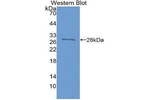 Western Blotting (WB) image for anti-Nitric Oxide Synthase 1 (Neuronal) Adaptor Protein (NOS1AP) (AA 285-506) antibody (ABIN1980474) (NOS1AP antibody  (AA 285-506))