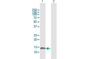 Western Blot analysis of FABP7 expression in transfected 293T cell line by FABP7 MaxPab polyclonal antibody. (FABP7 antibody  (AA 1-132))