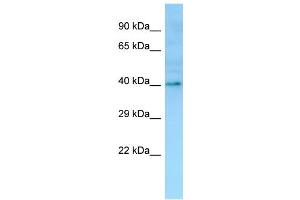 WB Suggested Anti-OR1I1 Antibody Titration: 1. (OR1I1 antibody  (C-Term))
