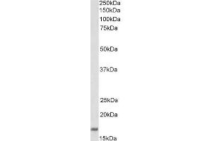 ABIN5539650 (1µg/ml) staining of Daudi lysate (35µg protein in RIPA buffer).