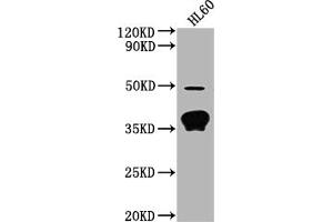 Western Blot Positive WB detected in: HL60 whole cell lysate All lanes: OR10P1 antibody at 1:2000 Secondary Goat polyclonal to rabbit IgG at 1/50000 dilution Predicted band size: 35 kDa Observed band size: 35 kDa (OR1P1 antibody  (AA 260-272))
