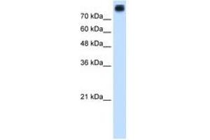 Image no. 2 for anti-P-Cadherin (CDH3) (AA 187-236) antibody (ABIN205074)